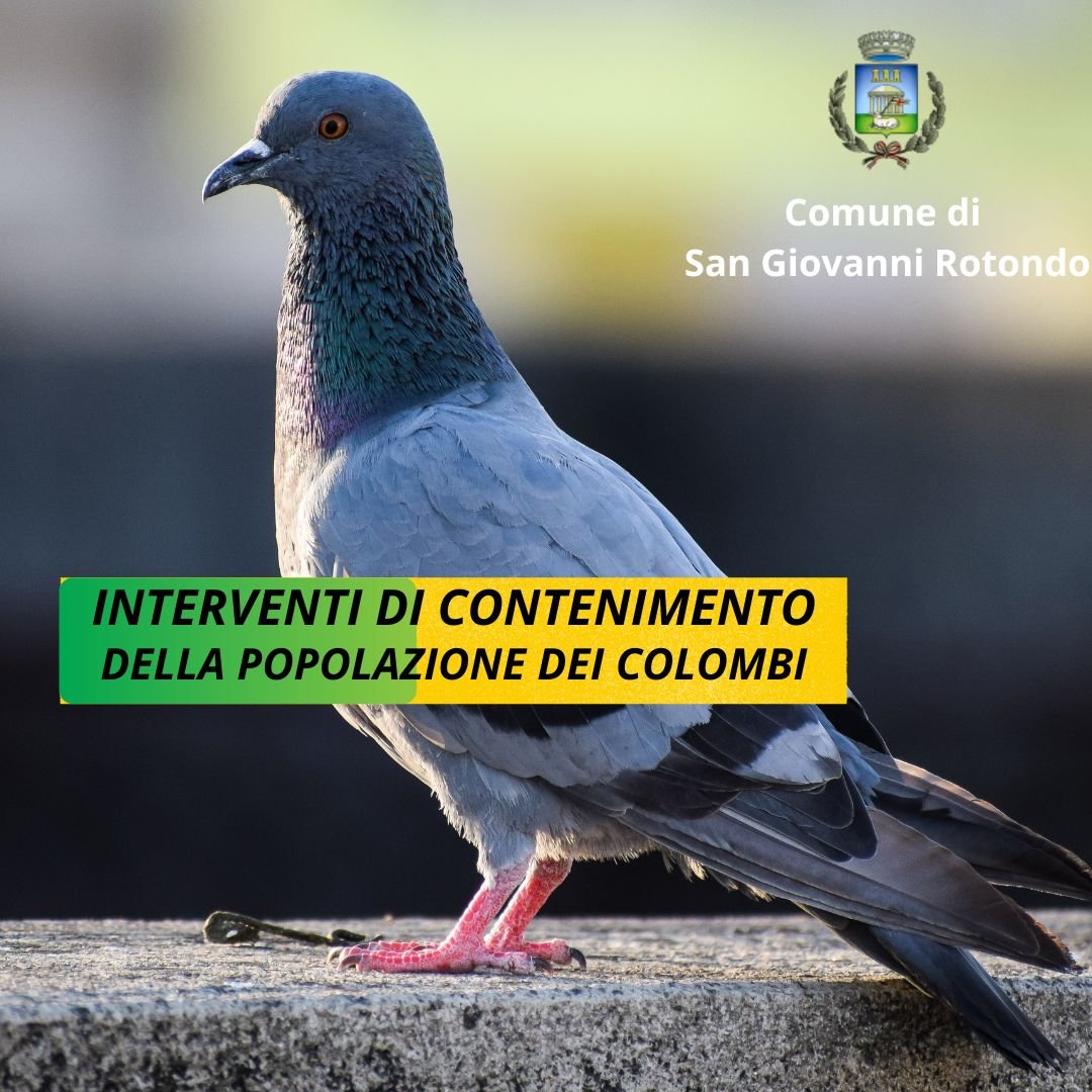 Interventi per il monitoraggio sanitario e il contenimento della popolazione dei colombi